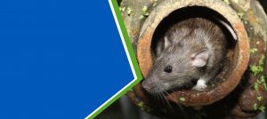 highveld-pest-rodents