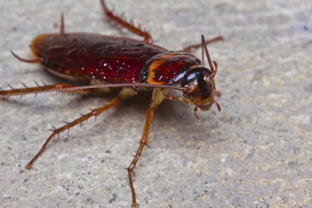 best pest control in durban north, dolphin coast