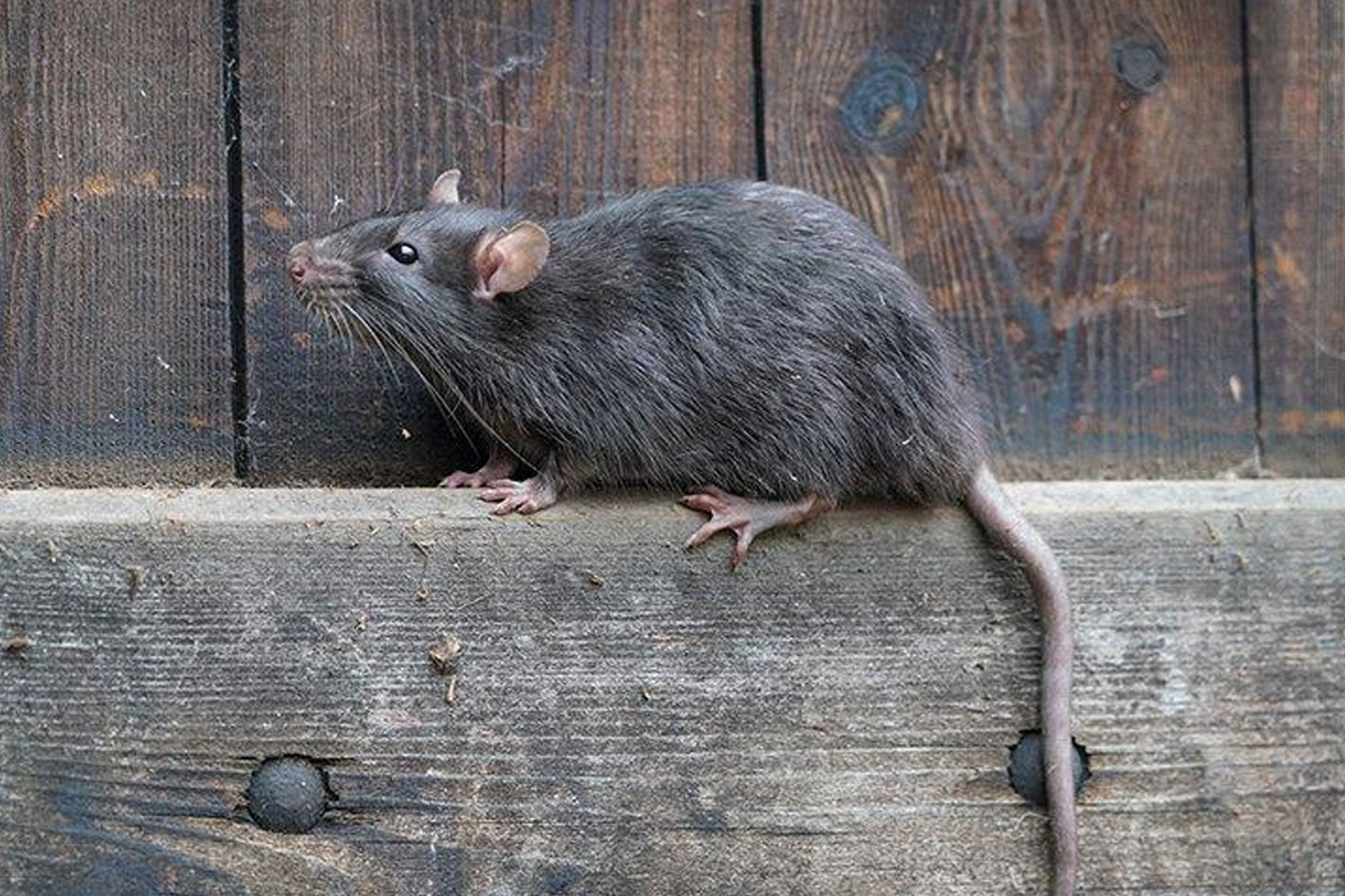 Rodent Control in Durban North