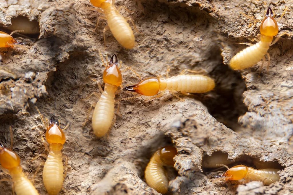 best pest control in ballito