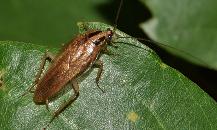 Pest control Dolphin Coast