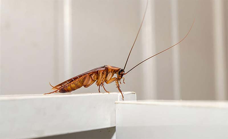 cockroack pest control durban north